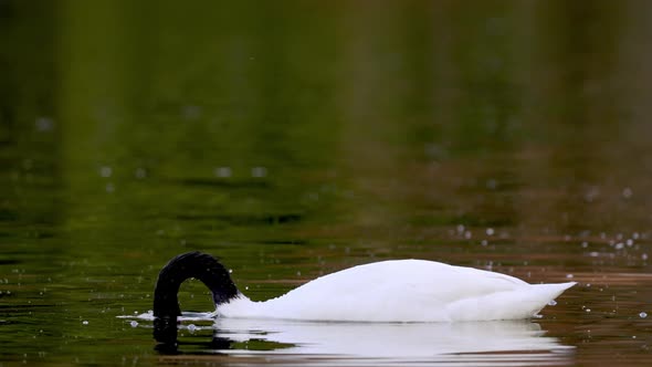 Wildlife landscape shot capturing a beautiful black necked swan, cygnus melancoryphus dive and spin alt