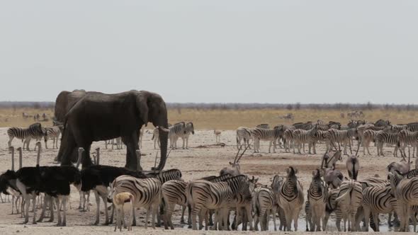 Crowded waterhole with Elephants, zebras, springbok and orix. Etosha  alt