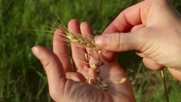 Farmer Girl Holds Wheat Spikelet in Her Hands. Woman's Hands Check the Quality of Spikelet Wheat