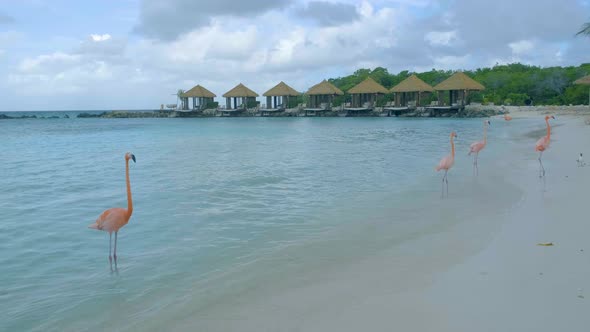 Aruba Beach with Pink Flamingos at the Beach Flamingo at the Beach in Aruba Island Caribbean alt
