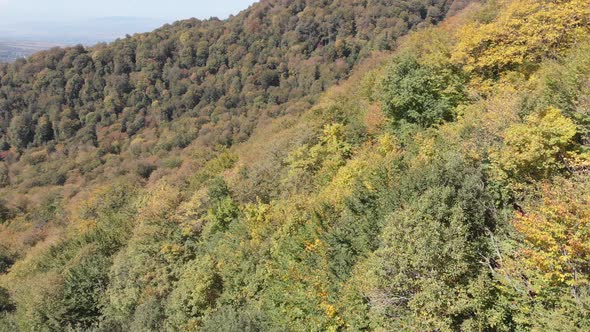 Sabaduri Mountain. Autumn forest. Georgia alt