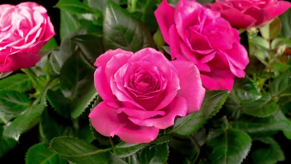 Time Lapse of Opening Pink Rose Flower alt