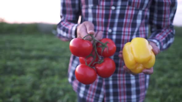 The Farmer is Holding Fresh Tomatoes and Peppers