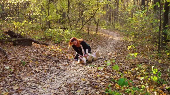 Cute girl playing with pet American Staffordshire terrier in autumn forest alt