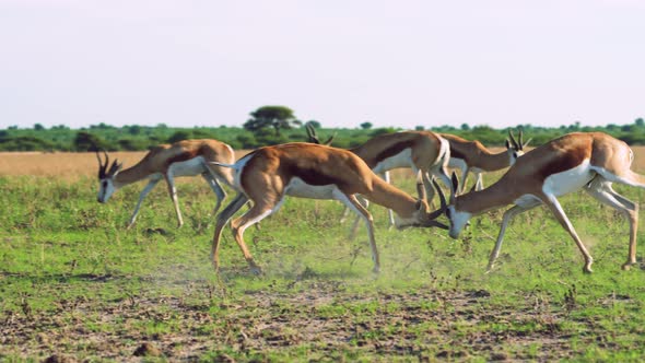 Two Male Springboks Headbutting And Locking Horns In A Fight At Central Kalahari Game Reserve In Bot alt