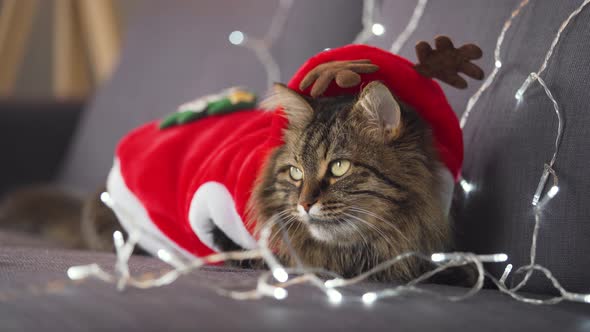 Close Up Portrait of a Tabby Fluffy Cat Dressed As Santa Claus Lies on a Background of Christmas alt