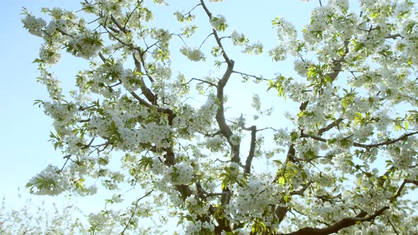 Blossoming Cherry Tree in Garden at Bright Back Sunlight