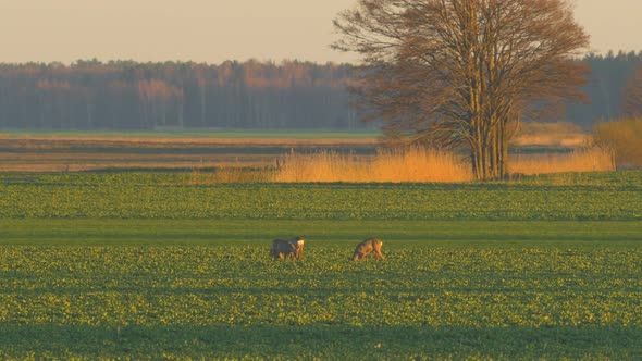 Group of European roe deer (Capreolus capreolus) walking and eating on a rapeseed field in the eveni alt