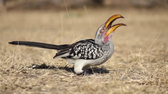 Feeding Yellow-Billed Hornbill alt
