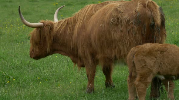 Scottish Highland cow with a calf alt