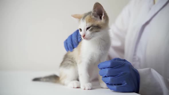 A Veterinarian in Medical Gloves Stroking a Small Sick Kitten