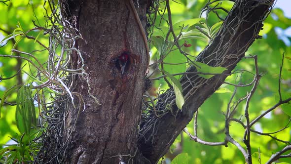 Black-rumped flameback in Bardia national park, Nepal alt