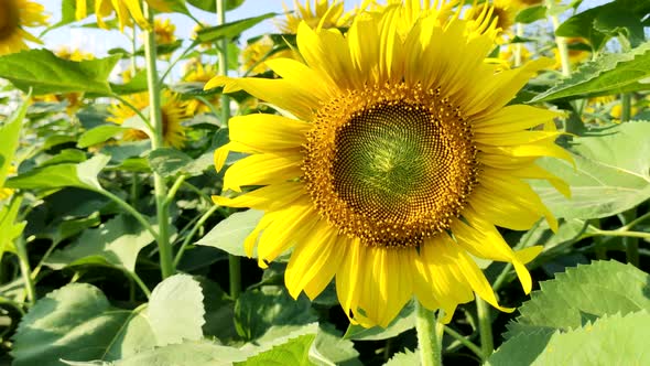 Fresh sunflower with blue sky in sunshine day
