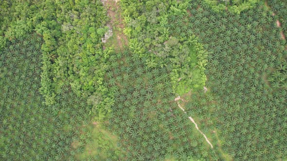 4K drone Top view footage of Palm trees plantation in southern Thailand High quality video