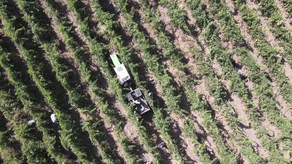 Countryside Beautiful Farms and Vineyards Beautiful Aerial View of Ripe Grapes alt