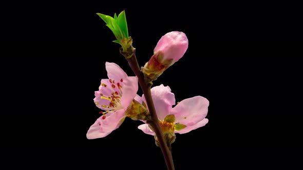 Peach Blossom Timelapse Isolated alt