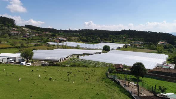 Agriculture Concept. Sheeps grazing in The Field and Greenhouses alt