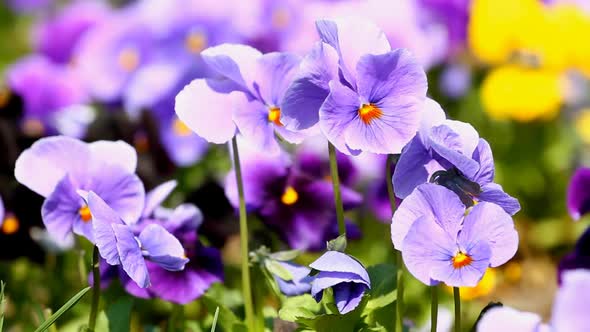 Flowers of Viola