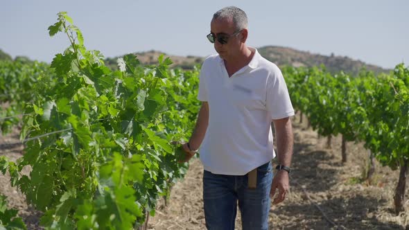 Portrait of Confident Winemaker in Sunglasses Walking on Plantation in Slow Motion Checking alt