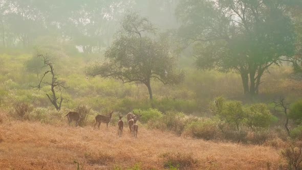 Big Family of Spotted Deers ( Chital ) Walking in the Morning Mist in Forest. Green Trees, Bushes alt