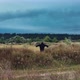 Ghost walking in field. Skinned ghost in dark cloak standing in rural landscape - VideoHive Item for Sale
