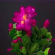Christmas Cactus Flower Blossom - VideoHive Item for Sale