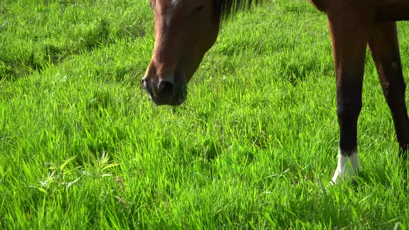Summer, Horse, Meadow 6