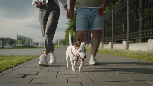 Cute Jack Russell Terrier Walks in the City Park with His Owners alt