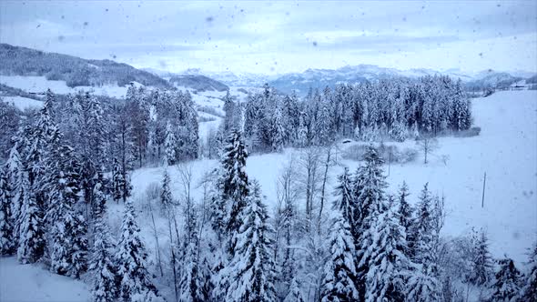 Snow Capped Forest Trees in Cold Winter Season alt