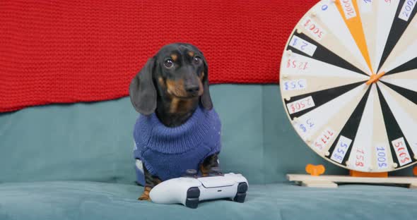 Funny Dachshund Puppy in Knitted Sweater is Sitting on Couch Video Game Controller and Spinning alt