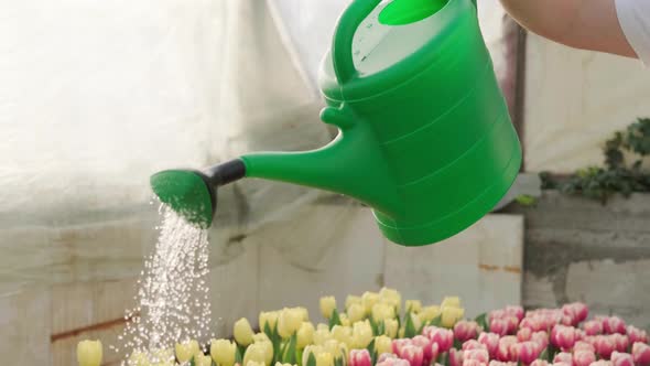The Worker Watered the Flowers in the Greenhouse Pink and Yellow Tulips alt