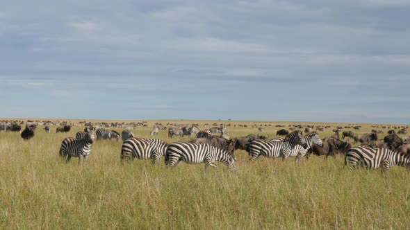 Huge amount of Wildebeests during migration in Serengeti national park Tanzania alt
