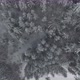 Winter Forest View - VideoHive Item for Sale
