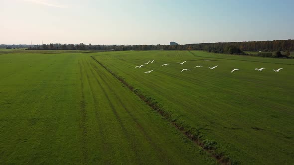 White Swans Fly Over Field