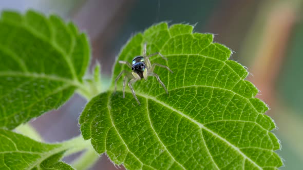Macro Shot Cute Little Jumping Spider with Striped Bright Body on Green Foliage alt