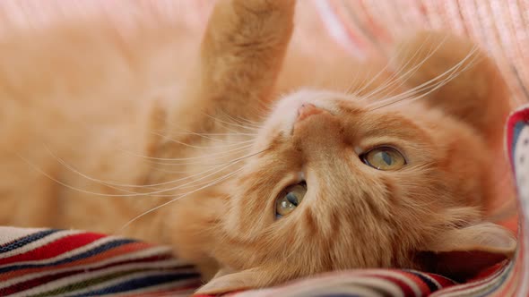 Cute Ginger Cat Lying on Folded Red Striped Curtains. Fluffy Pet Dozing on Window Sill. Cozy Home. alt