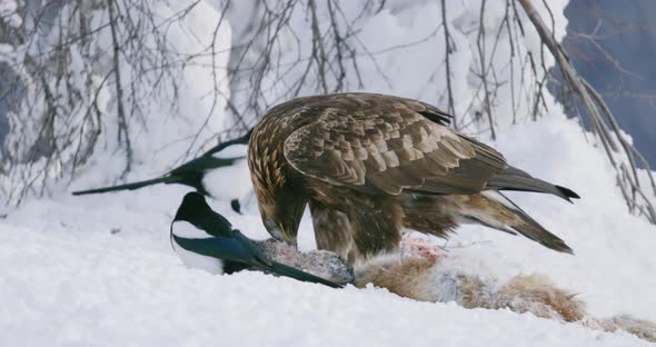 Closeup of Golden Eagle Eating on Dead Fox in the Mountains at Winter