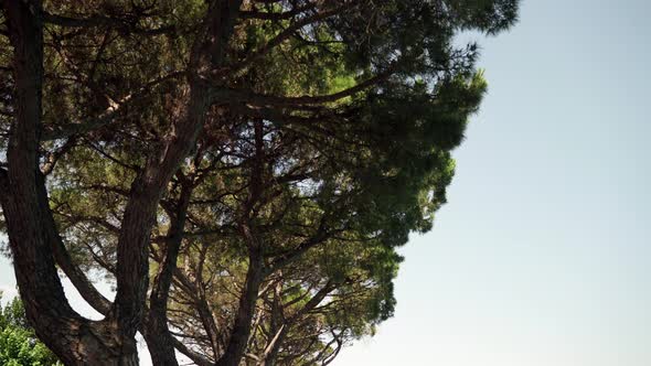 Real Time Medium Shot of Pine Trees Growing on the Embankment of Lake Garda in Italy