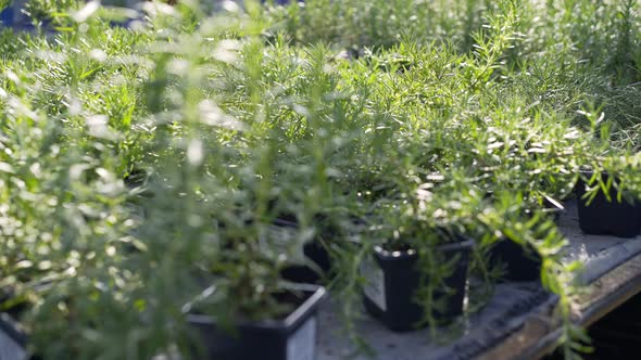 Fresh Rosemary Seedlings with Lush Leaves in Pots