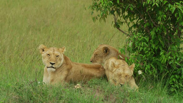 Lionesses resting near bushes alt