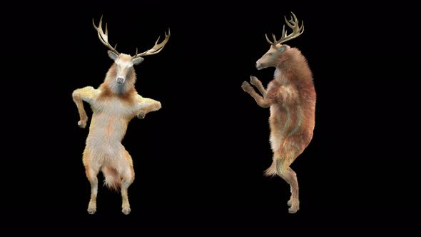 Deer Dancing 4K alt