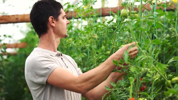 Young Man Working in Greenhouse with Growing Tomatoes alt