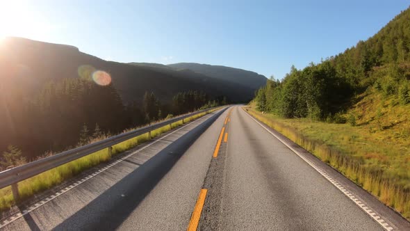 Animal on the Road alt