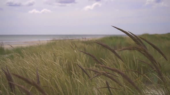 the reed and sand grass is waving in the wind on an empty beach in scandinavia. alt