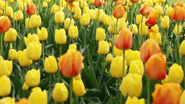 Flowerbed With Yellow and Orange Tulips