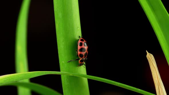 Macro Shot Of A Ladybug alt