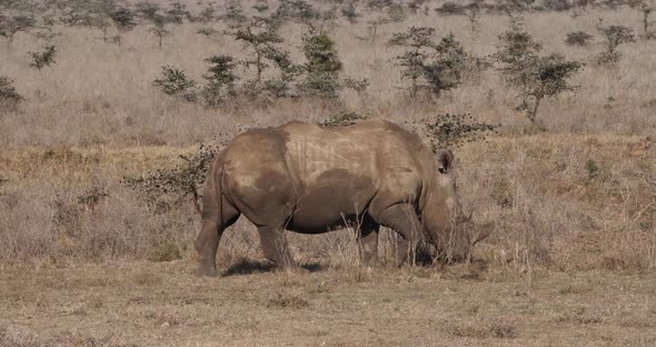 White Rhinoceros, ceratotherium simum, Adult Walking, Nairobi Park in Kenya, Real Time 4K alt