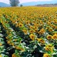 Sunflowers Drone Footages (2K) - VideoHive Item for Sale