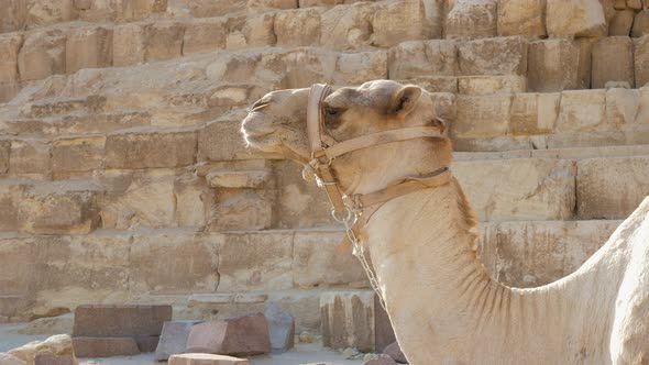 Camel is Waiting for Tourists to View Giza Pyramids alt
