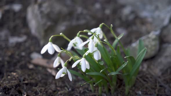 Snowdrops alt
